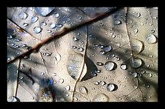 photo "TEARS"