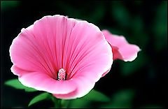 фото "pink"