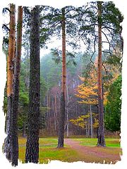 photo "Untitled photo"
