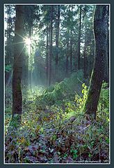 photo "Morning in a wood"