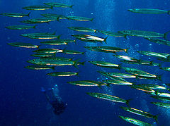 фото "Flight of barracudas"