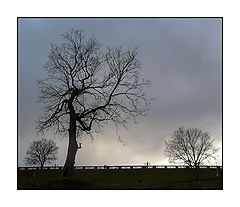 photo "Black tree"