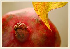 photo "Thoughtful pomegranate."