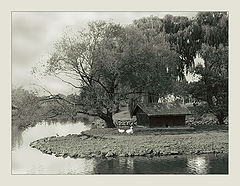 photo "The bird`s island"