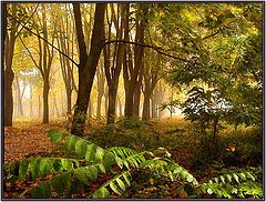 photo "Autumn a semitone"