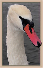 фото "The Swan (the same one :)"
