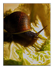 фото "Traveler"