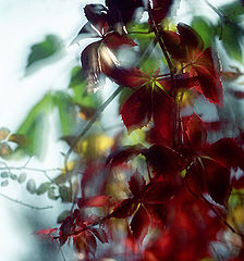 photo "Crimson pattern"