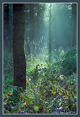 photo "Thicket #3"