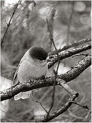 photo "Perisoreus Infastus"
