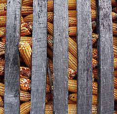 фото "corn"