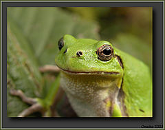 photo "Hyla japonica"