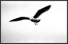photo "transcendence"