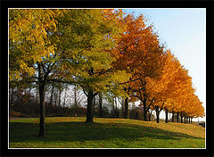 photo "Colors Fall in a Row"