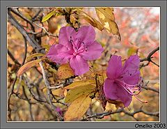 photo "Rhododendron sikhotensis"