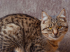 фото "just ordinary photo of the cat"