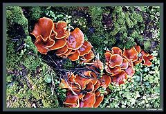 photo "Mushrooms #1"