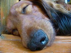 photo "Dachshund"