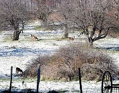 photo "First Snow in the Catskills"
