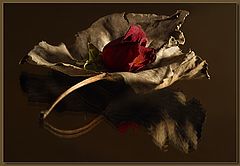 photo "Leaf & Rose"