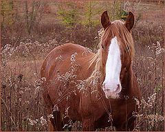 photo "Horse of Course"