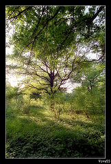 photo "***"