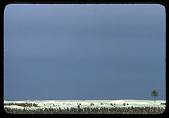 photo "pioneers in the sahara"