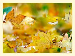 photo "Autumnal whirligig."