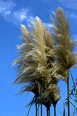 photo "blowing"