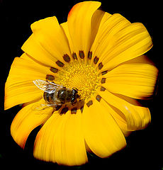 photo "Just a little bee"