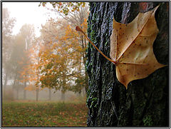 photo "Two half of autumn"
