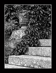 photo "Beoynd of Virginia creeper"