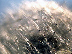 photo "Dandelion"