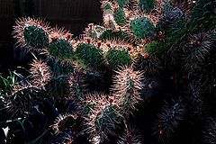 фото "Cactus"