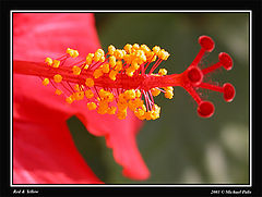 photo "Red & Yellow"