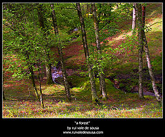 photo "a forest"