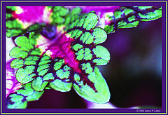 photo "Symmetry"