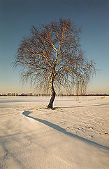photo "Simply tree"