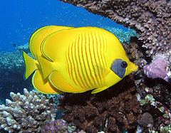 photo "Two fishes"