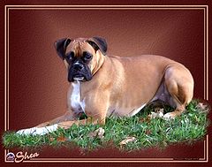 photo "Shea"