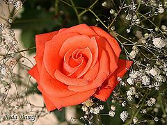 фото "Another rose."