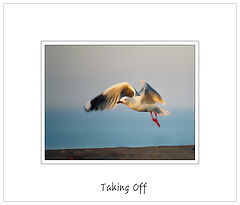 photo "Taking Off"