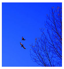 фото "run crow, run"