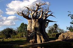 фото "Baoba (Africa)"