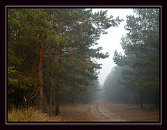 фото "pine forest"