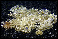 фото "Flowers of the Ocean"