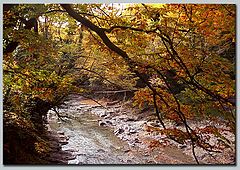 photo "Autumn in Sochi"