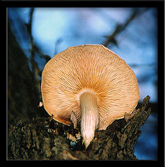 фото "Fungal life"