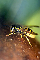 photo "Wasp"