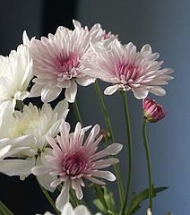 photo "Untitled photo"